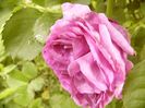 Rosa Minerva