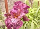 Iris Vibration