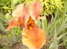 Iris Brasil