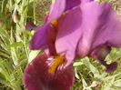 Iris Amsterdam