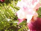 Iris Latin Lover