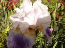 Iris Puccini