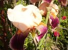 Iris Arsonist