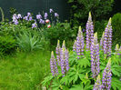 Lupin Lavand and White