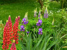 Lupin Red , Lupin Violet and White