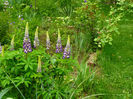 Lupin Violet and White