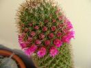Mammillaria backebergiana