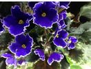 IMG-20170513-WA0082