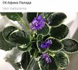 IMG-20170513-WA0079