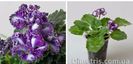 IMG-20170513-WA0070