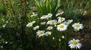 20170513_075450(0)