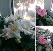 IMG-20170513-WA0055