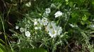 Cerastium tomentosum