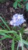 muscari