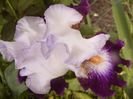 Iris Impression de Jouy