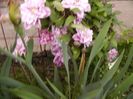 Clematis Veronica Choice,s