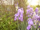 Iris Palida Dalmatica