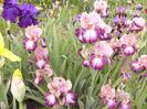 Iris Carnival song