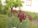 Iris Sultan,s Pallace