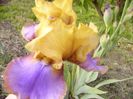 Iris Gypsy Boy