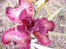 Iris Double Vision....