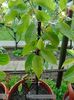 Actinidia arguta RED JUMBO