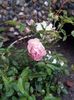 Sorbet Pink Polyantha 1