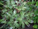 Sempervivum