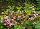 Weigela costeriana variegata