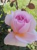 Abraham Darby 7 (2)