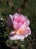 Abraham Darby 9 (1)