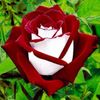 trandafir-teahibrid-osiria