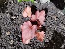 Heuchera Carnival  Autumn-de la plant-shop.ro