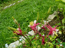 Aquilegia Crimson Star