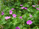 Geranium Vision Pink