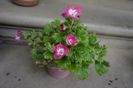 Bermuda Rose Pink