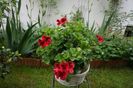 Candy Flower Dark Red