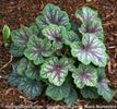 heuchera marvelous marble