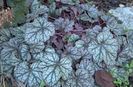 heuchera dale's strain