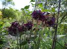 aquilegia yabeana