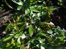 i-am tratat cu Mirage, Novadim si ingrasamant foliar