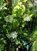 a doua clematita care infloreste...