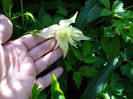 Lemon Dream-prima floare :)