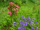 Weigelia Bristol Ruby