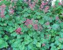 Heuchera sanguinea Leuchtkafer
