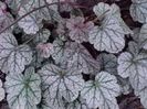 heuchera silver scrolis