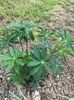 Lupin - 16.05.2017