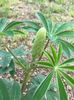 Lupin - 16.05.2017