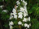 hydrangea quercifolia Snowflake