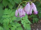 dicentra Bacchanal